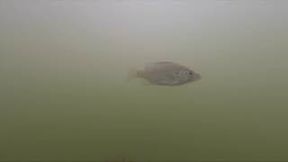 Fishing - Under The Dock - October 15 Underwater YouTube Video