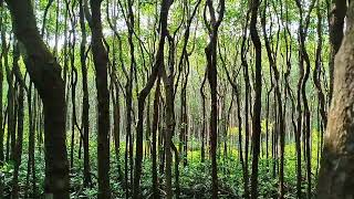 Jalan-Jalan Ke Mangrove Terpanjang Di Sulawesi Selatan !! Memantau Spot Mancing Ikan