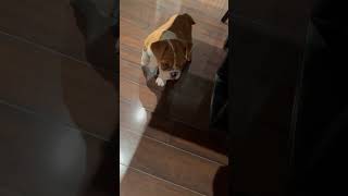 Bulldog Puppy VS Robot Vacuum