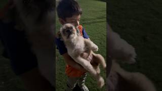 #dogbaby #puppy #muzammilvlogs #ytshorts #viral #Shorts #dogbaby #shortvideos #cutepuppy #shorts