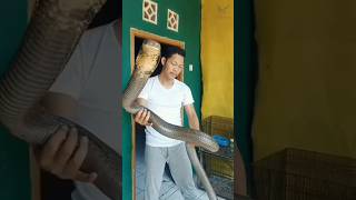 কি কোবরার সাইজ দেখলে ভয় পেয়ে যাবেন | Huge King Cobra #কিংকোবরা #সাপ #snake