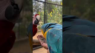 Beautiful colorful birds#shorts#birds #youtubeshorts#viral#birdsounds