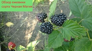 Обзор ежевики Черная Магия/ Blackberry Black Magic