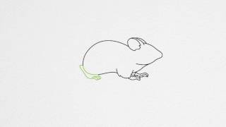 How to draw a MOUSE step by step