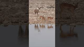 Springboks and a Kudu at Etosha National Park, Namibia.