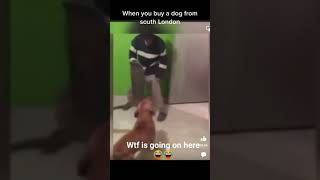 dog tries to slash guy with machete