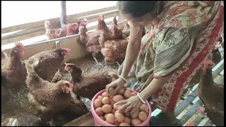 RIr Lear murgi farm for egg | अंडे के लिए rir लेअर मुर्गी फार्म