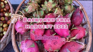 FALL 2022 | BACKYARD HARVEST! MANY DRAGON FRUIT VARIETIES