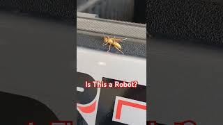 Is this a Robot or a Wasp?