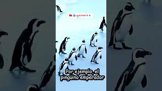 ¿LOS PINGÜINOS SON BUENOS PADRES? #shorts