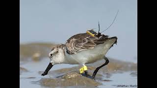 Schutzbemühungen um den Löffelstrandläufer, einen der seltensten Watvögel der Welt