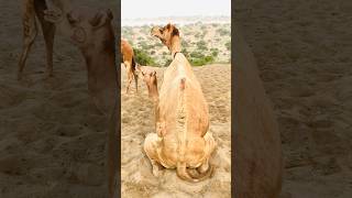 رمال الصحرا  الناعتمہ تلتقی بالجمال #shorts #shortvideo  #youtubeshorts  #animals