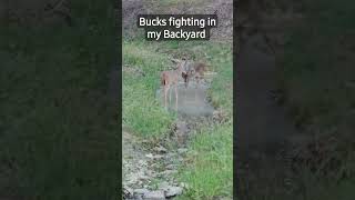 Bucks Fighting in my Backyard. #deer #bucks #shorts #fight