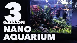 Creating the Perfect Cherry Shrimp Aquascape