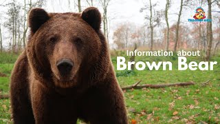 Information about | Brown Bears | Teacher Aide | English |Endangered | Australia