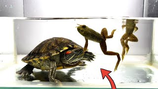 Snapping Turtle / Red eared Slider Eating Live Bullfrog 【 live feeding 】