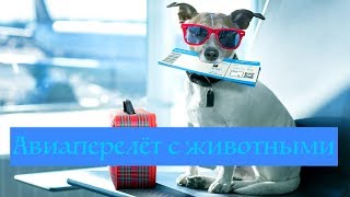 На отдых с животными I Авиаперелёт с животными