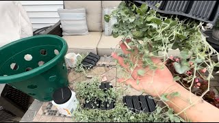 Dichondra Silver Falls from collecting seed to planting