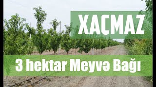 3 hektar meyvə bağı SATILIR! Xaçmaz rayonunda.Heyva,Alma,Gilas,Şəftəli və Gavalı. WP 050 970 99 96