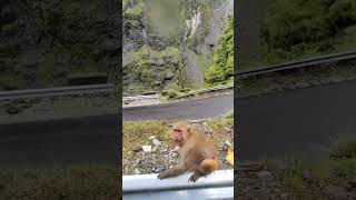 Monkey Jump #shorts #viralvideo #travel