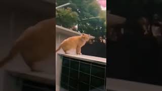 silly cat video doing funny stuff #cat #cutecat #kitten