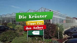 Die Kräuter - Tipps für den Anbau