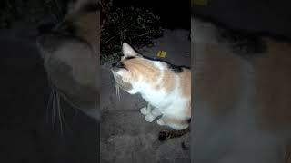 kucing warna 3warna jantan di tawar 10jt