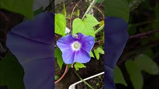 নীল পরি💙💙💙#blue #beans #oporajita #glory #morning #shorts,