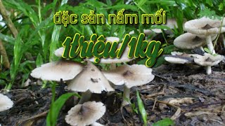 #cuộcsốngmuônmàu. Đặc sản nấm mối ăn ngon, giá trị dinh dưỡng cao