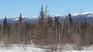 My life in the Arctic (46)-Norman Wells-NT/Canada /Spring in the Arctic