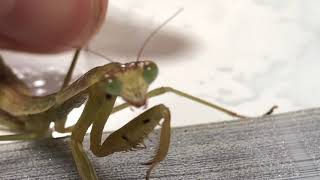 カマキリのしゅるい　虫だーいスキ