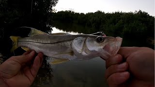 Pescando Robalos En Manglares | Pesca de Orilla