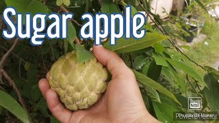 Sugar apple or Atis