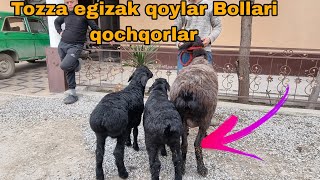 Siz kutkan Egizak qoylar VA puli arzon bolalik qoylar ☎️950597060 #xisori #qoy #sovliqlar