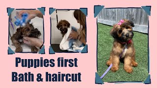 Tricks & Tips for Puppy’s First Bath, Blow Dry & Haircut | Mabel The Whoodle | Dog Grooming