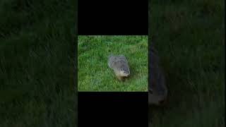 Different speeds of a woodchuck