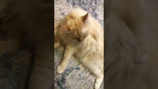 Funny kittycat #2