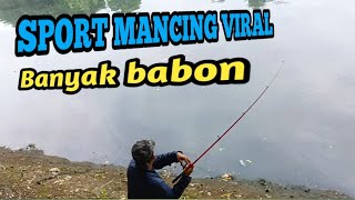 Mancing Di Sungai Liar Strike Lele Babon Di Sport Ini Banyak babon