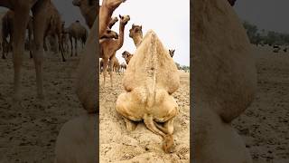 The World Of Camels #shorts  #shortvideo  #youtubeshorts