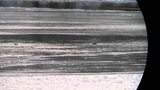 Red-necked Grebe