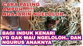 NGAJARIN INDUK KENARI YG GAK MAU NGELOLOH DAN NGURUS ANAK ANAKNYA