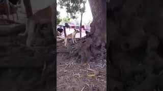 Monkey beating Dog  ऐसे कोई मारता है क्या #shorts