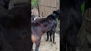 Lots of two goats they do very beautiful surprising shoots we enjoy 2024|Episode/30