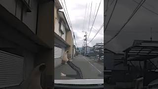 Always slowdown when approaching intersection ⚠️ | #japan #trendingshorts  #shorts