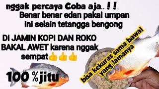 Dijamin 100%galak"Umpan paling jitu ikan bawal