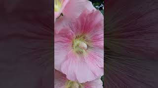 Peach and Pink Hollyhocks! Victorian flower gardening!