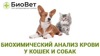 Биохимический анализ крови у собак и кошек