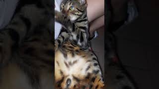 Бенгальский кот спит на спине. Кайфарики,балдеж,стыд и срам) #shorts #cat #wild #fanny