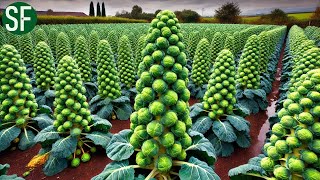 The Process of Growing, Harvesting, and Packaging Brussels Sprouts | Farming Documentary