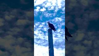 The Master Fishing Bird: Osprey #curiouscreatures #nature #birds